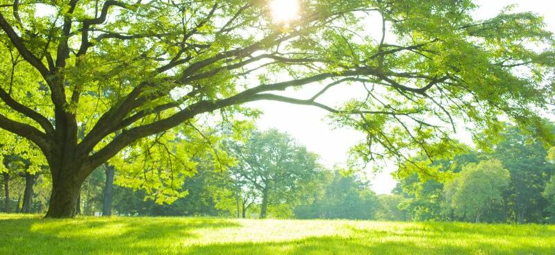 Parc du Champeau Namur
